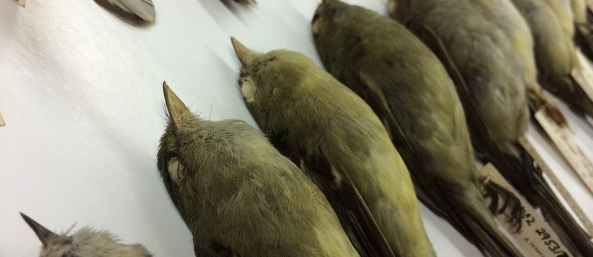 photo of preserved dead birds