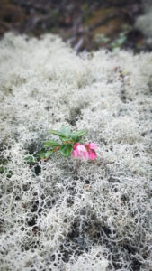 A flowering mountain cranberry pokes through a bed of lichen on Schoodic Head.
