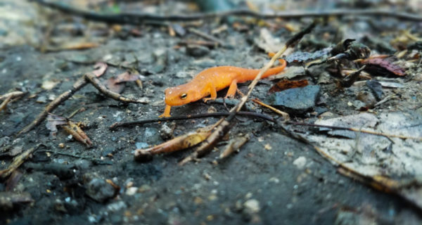 photo of a juvenile eastern newt