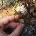 photo of fingers around trientalis leaves