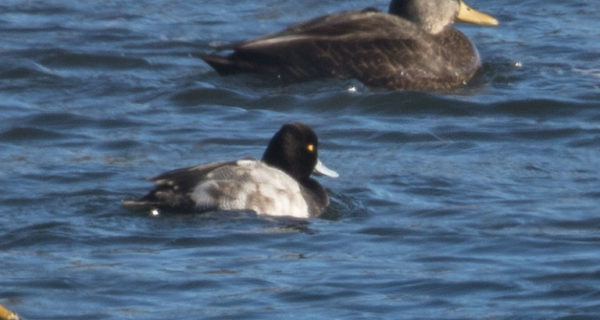 One of the rarer sightings of the Schoodic Point CBC on January 1 was this Lesser Scaup (foreground) photographed by Chuck Whitney.