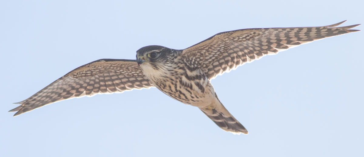 photo of peregrine falcon flying