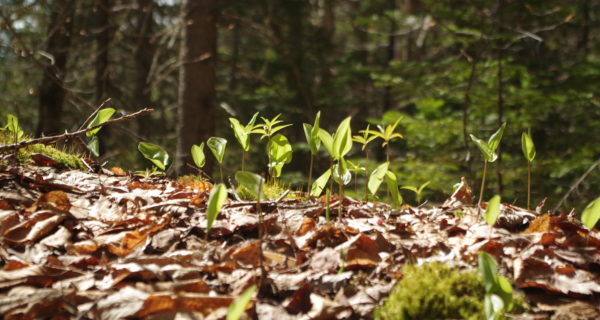 leafy plants grow in sunlight on the forest floor