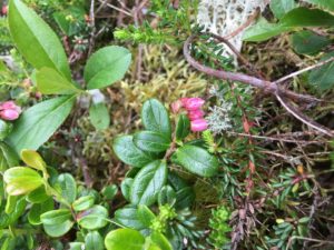 Mountain cranber with pink flower