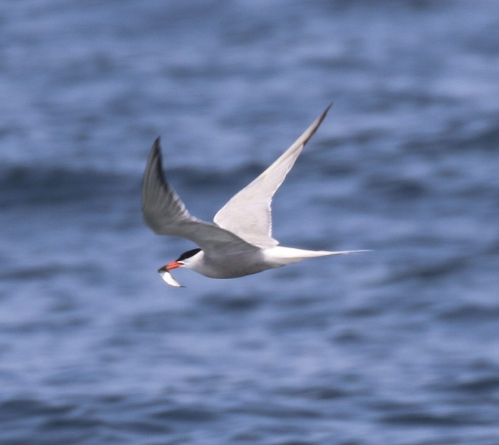 common tern fllying with fish in its beak