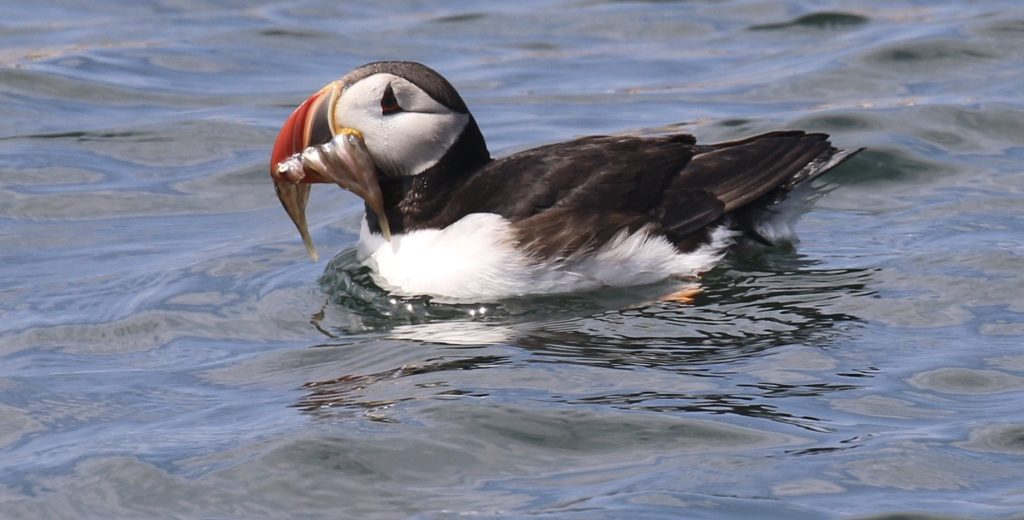 Puffin sitting on water with fish in its beak