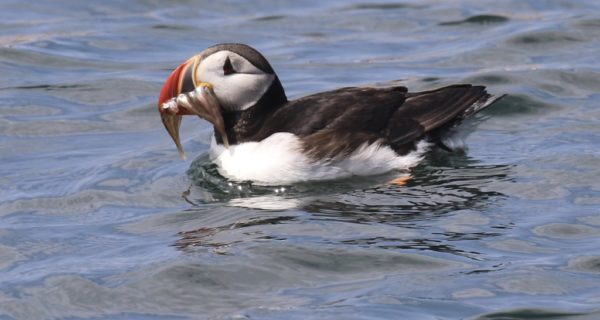Puffin sitting on water with fish in its beak