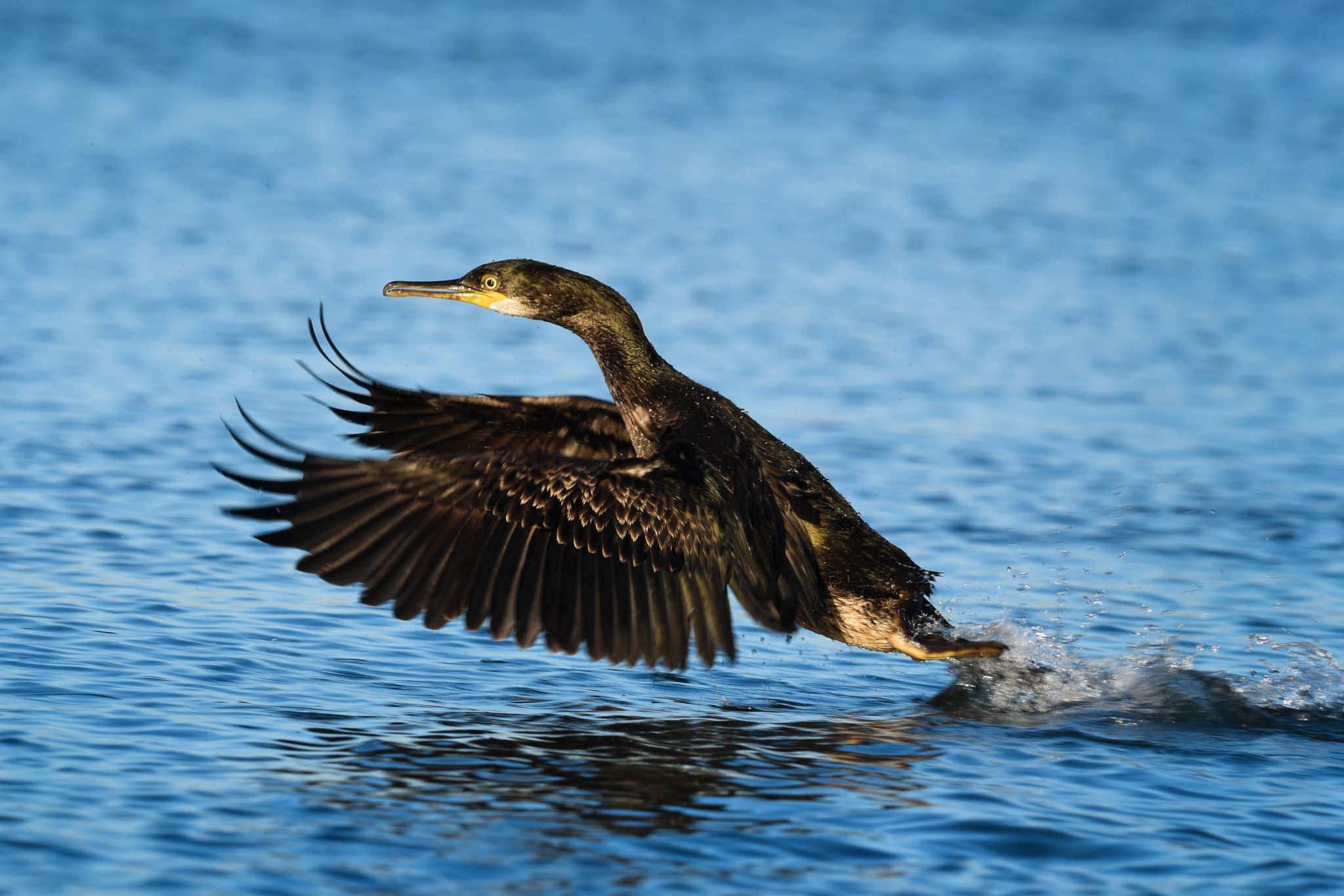 Comorant takes flight from water, wings forward