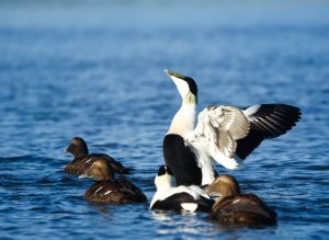 Group of three female and two male eiders on water, one male stretching its wings