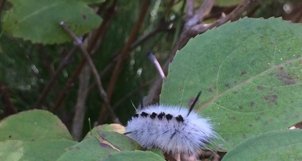 black and white hairy caterpillar on leaves