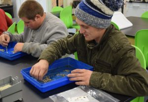 student sorts clams in blue tray at lab bench