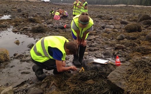 two students measure seaweed on rocks at low tide, more students and ocean in background