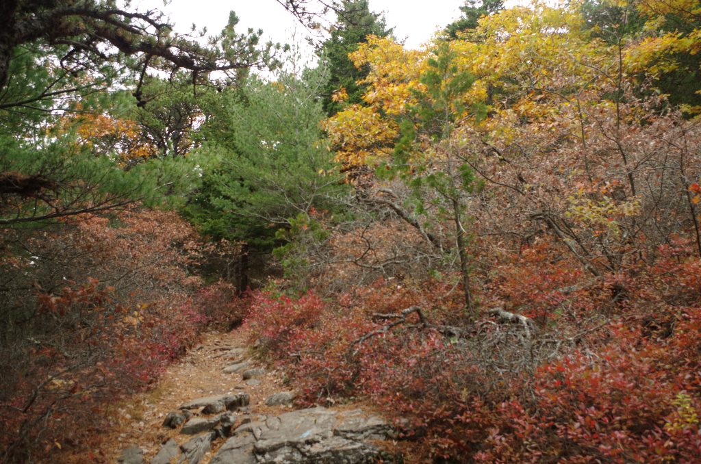 Low shrubby rust-colored scrub oaks lining a trail