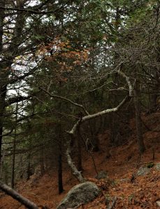 A single small bear oak with curving trunk