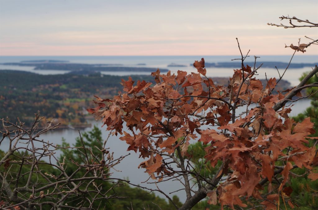 Bear oak with dry brown leaves with ocean view in background