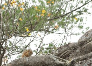 Red squirrel on a rock