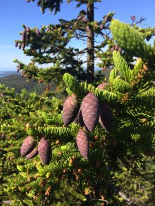 new cones on a spruce tree
