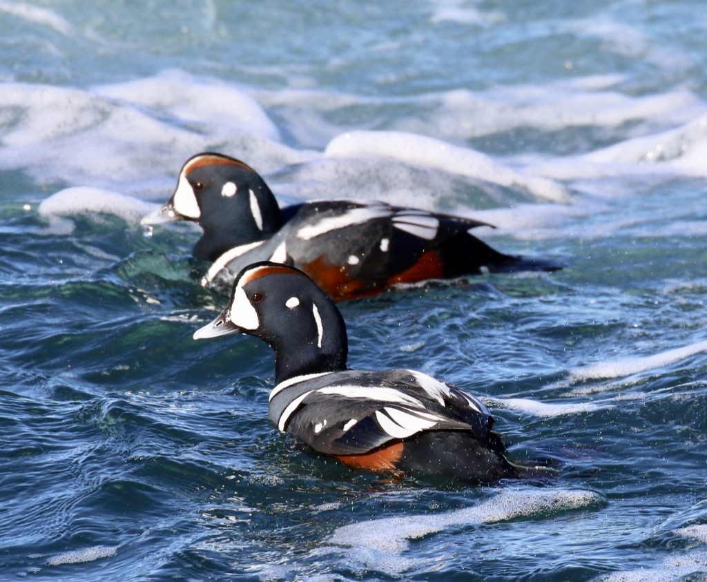 Two harlequin ducks in dark blue ocean waves