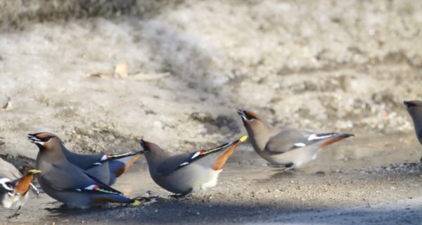 a group of waxwings on pavement with snow in background