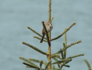 A song sparrow on a spruce tree