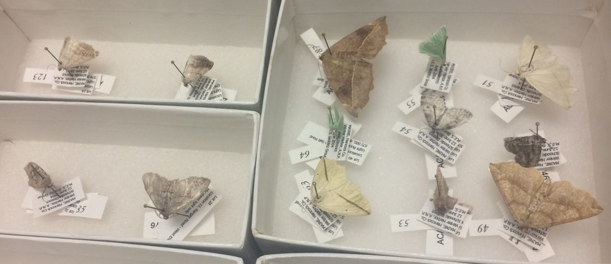 moth specimes pinned in boxes with labels
