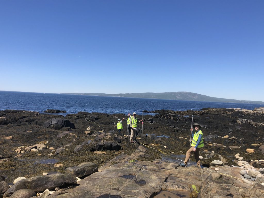 Volunteers working in seaweed-covered shoreline at low tide