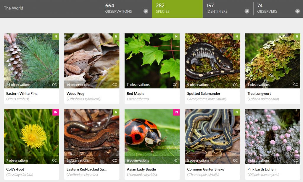 Screenshot of iNaturalist observations in Downeast and Acadia 2020 showing the most records in Eastern White Pine, wood frog, red maple, spotted salamander, tree lungwort, colts-foot, red-backed salamander, asian lady beetle, common garter snake, and pink earth lichen.