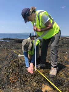 Two people measure rockweed with ocean in background