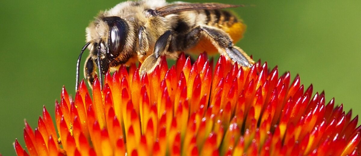 close up of a bumble bee on the center of a flower