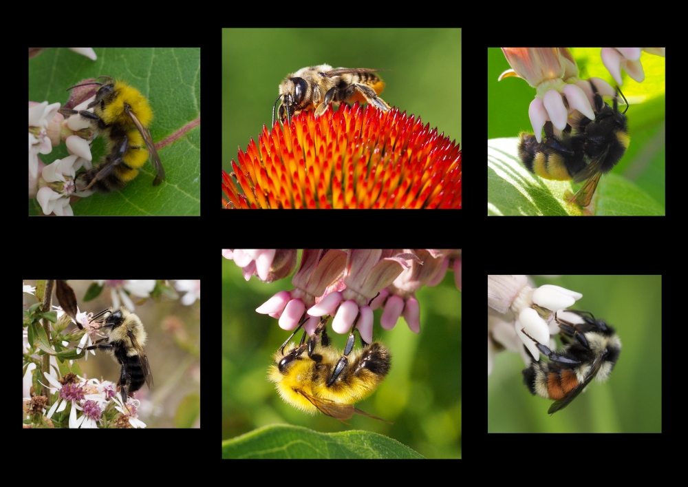 a collage of close-up images of bees on flowers