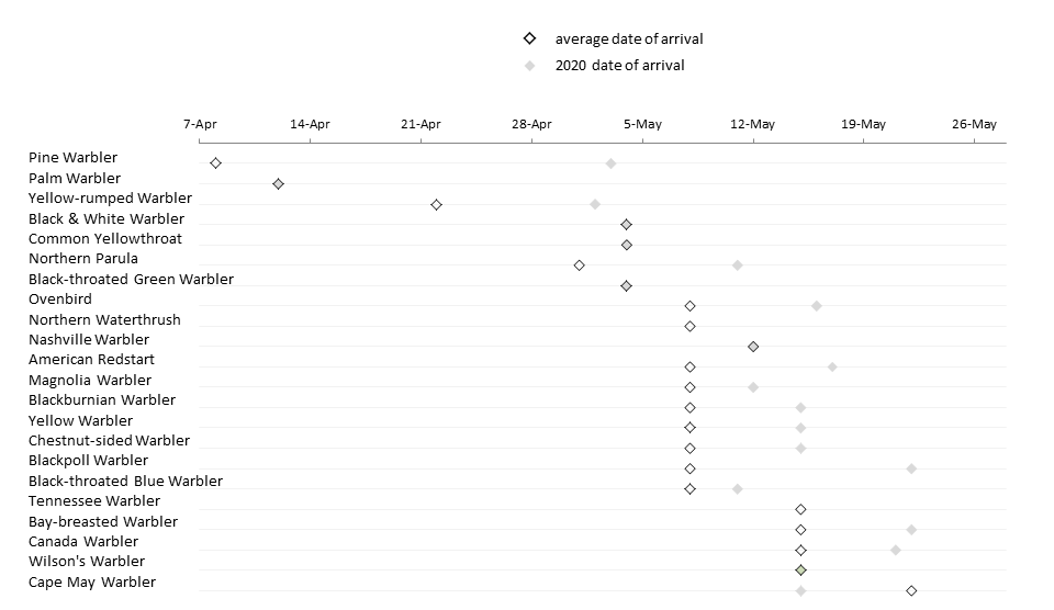 A chart showing average arrival date and 2020 arrival date for 22 species of warbler at Frazer Point. Most were late this year. Palm, Black & White, Yellowthroat, Black-throated Green, Nashville, and Wilson's warblers were on time. Cape May warbler was early. Northern Waterthrush was not seen.