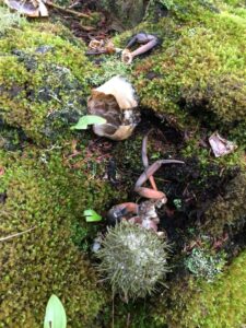 Urchin and crab shells on moss