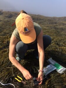 Hannah Webber adjusting a temperature logger in the rockweed bed