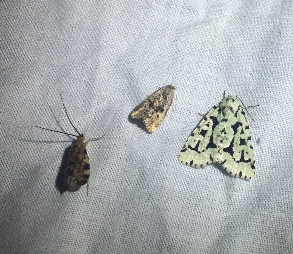 Three different patterned moths on a white sheet