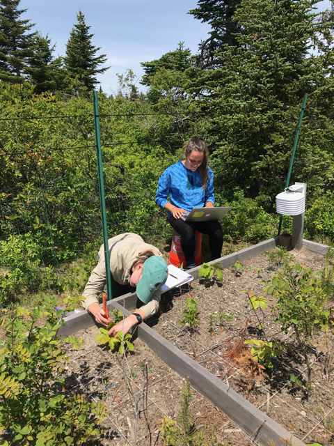 A researcher measures an oak seedling in a raised garden bed as another researcher sitting on a bucket enters the data into a laptop with trees in background.