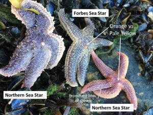 Gulf of Maine Sea Stars (5 Species)