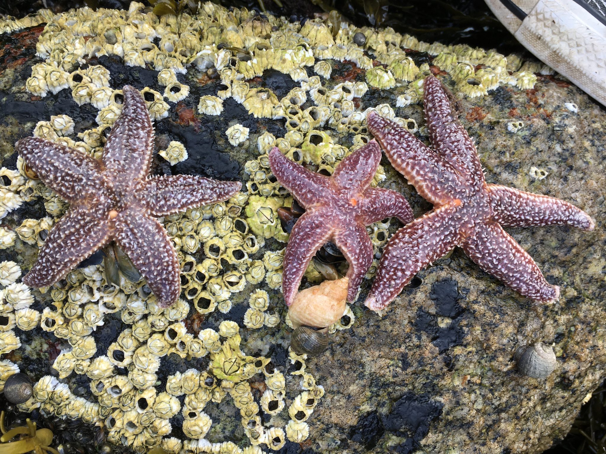 We see stars: a call to (five) arms, from Schoodic to Stonington | Schoodic  Institute
