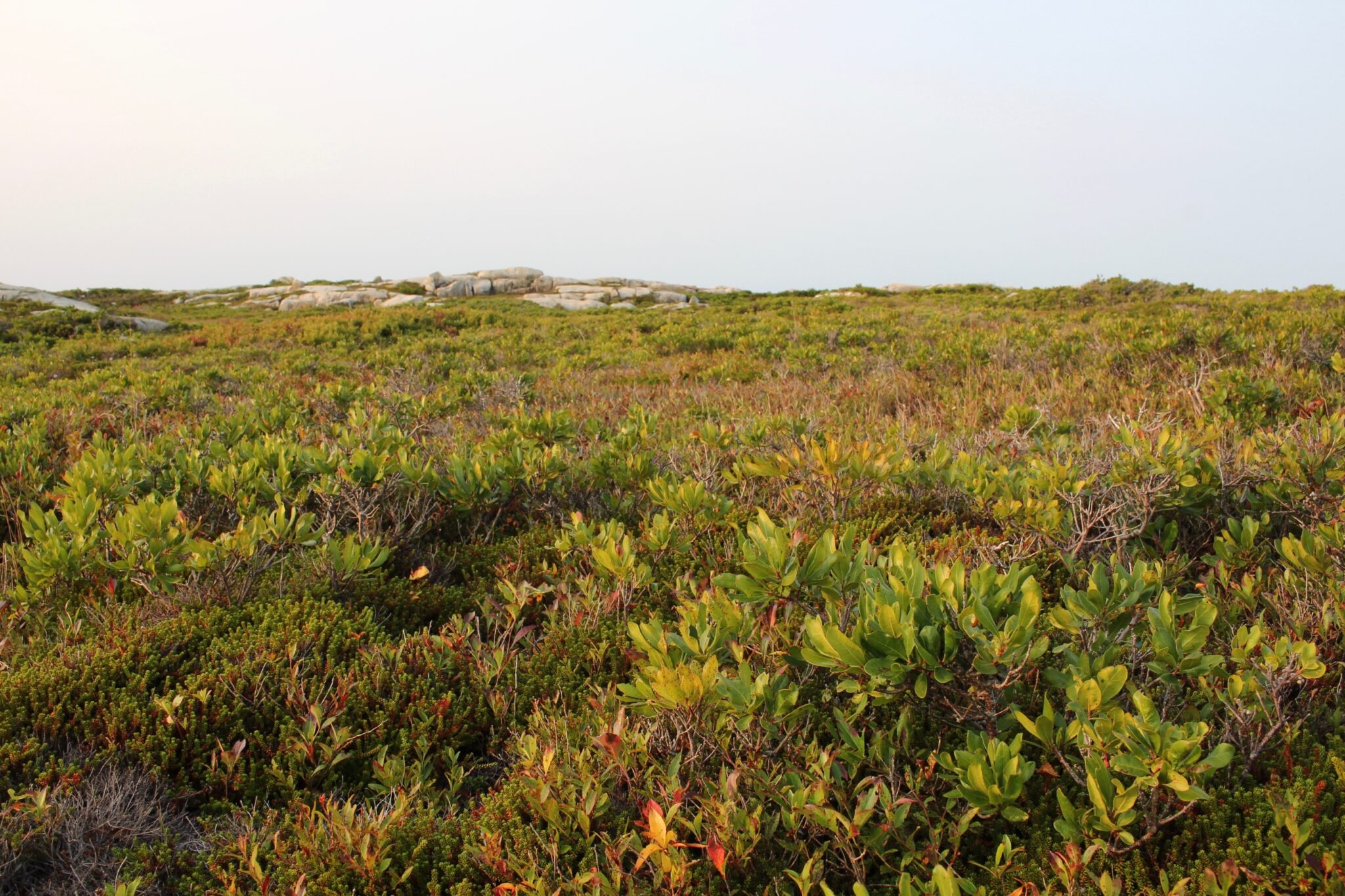 Arctic Tundra Grasses