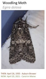 A moth with mottled wing pattern