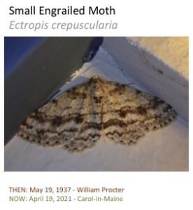 A small engrailed moth