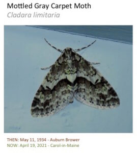 A mottled moth with bold pattern.