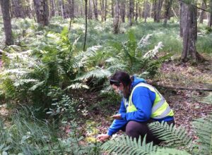 a technician looks at the ground with large ferns and trees in background