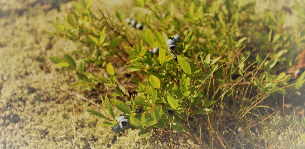 a close up of low-bush blueberries growing on granite