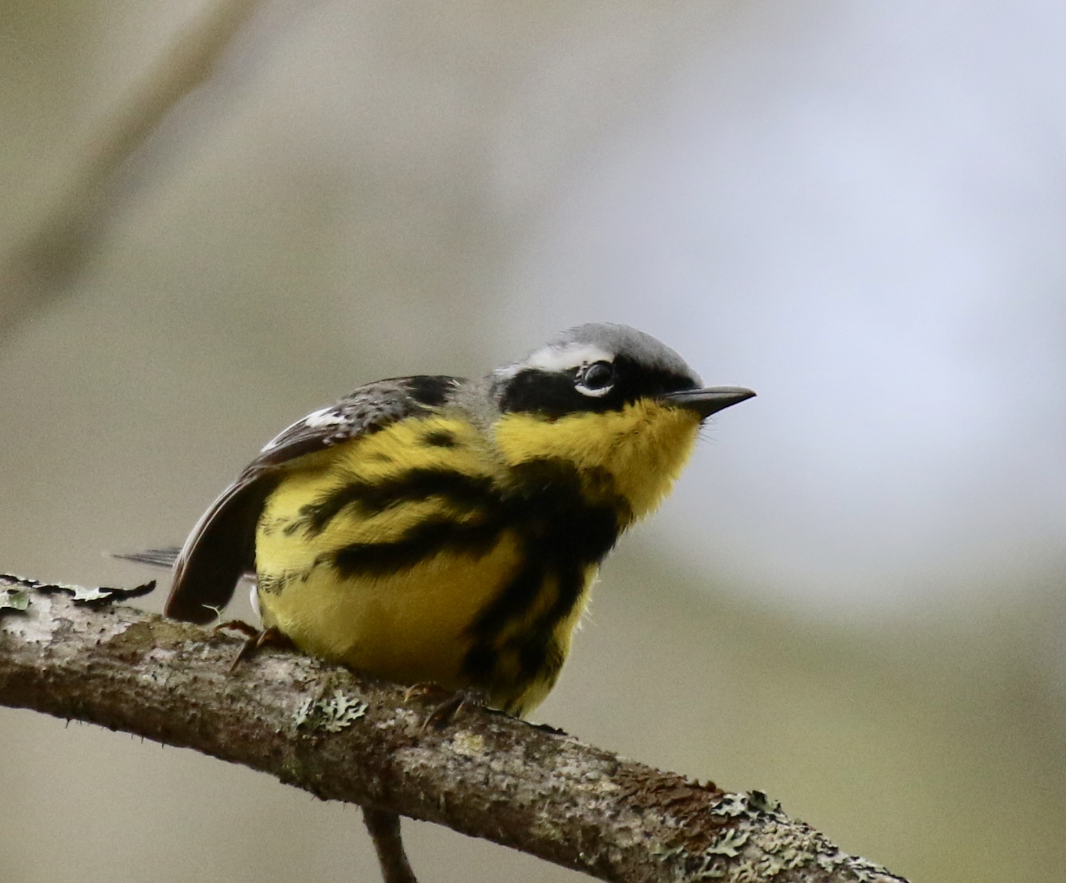 Magnolia Warbler