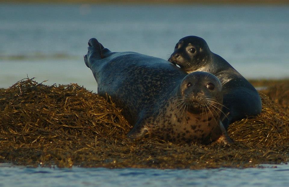 Mother and pup harbor seal in seaweed