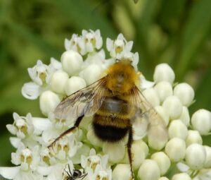 a bumble bee on a flower cluster