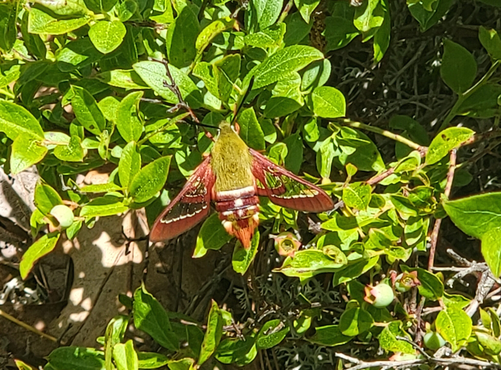 A maroon and olive-green moth with transparent wings and black antennae rests on a blueberry plant.