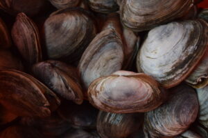 Soft-shell clams