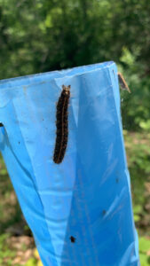 A dark hairy caterpillar on a blue plastic tube.