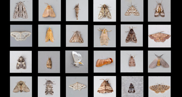 An array of 24 moth images